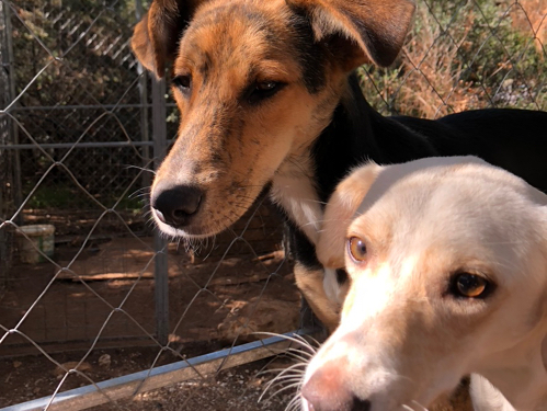 Hectors House Crete Dogs for Adoption