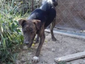 Chudley for Adoption