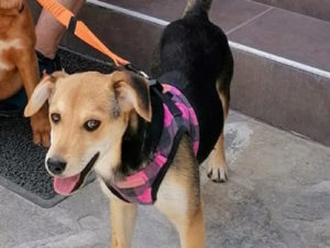 Cloey for Adoption